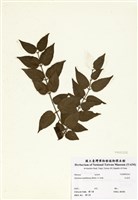 藏品(毛茉莉)的圖片